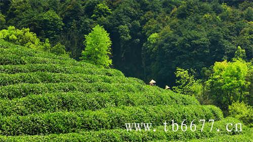 乌龙茶是绿茶还是红茶