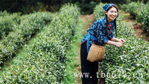 福建省福鼎市大白茶茶饼