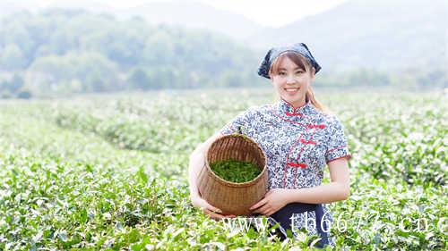 那种乌龙茶好