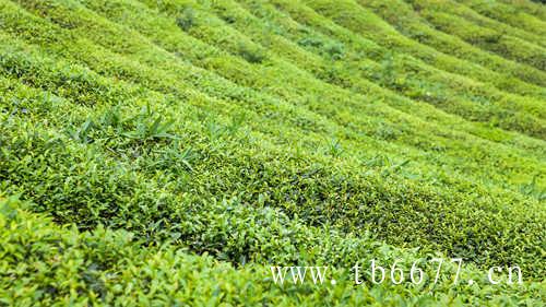 质量好的白茶不需要洗茶