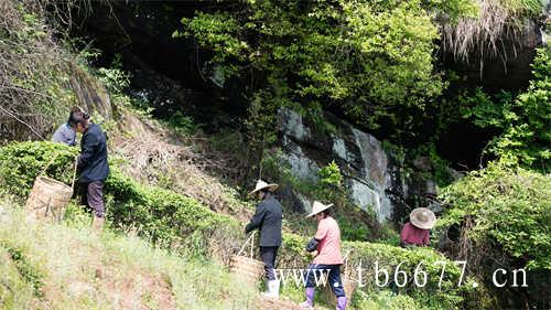 贡眉茶的价格决定因素