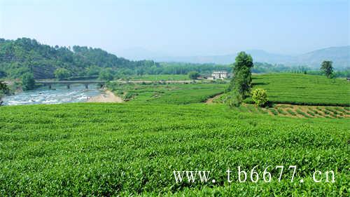 赠枸杞红枣桂圆葡萄干老冰糖砖茶