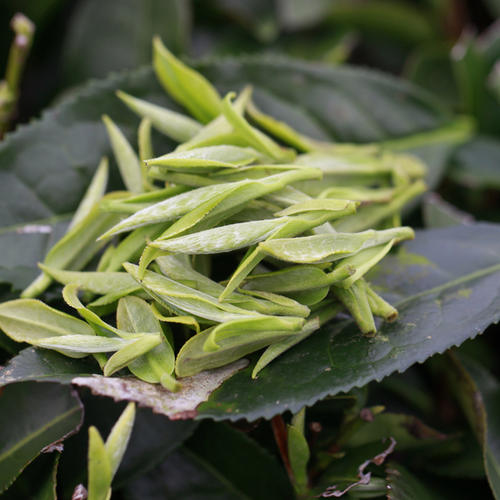 不是茶饼的老白茶好吗