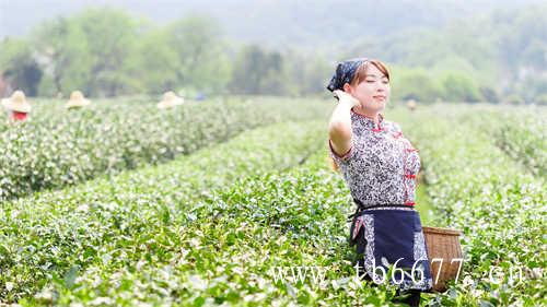 老白茶饼寿眉