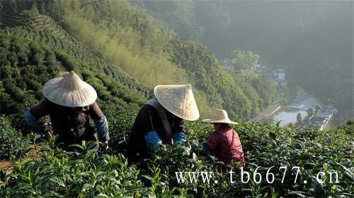 白茶压饼好还是散茶好