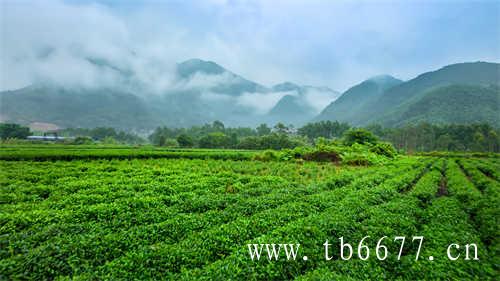 高山寿眉白茶