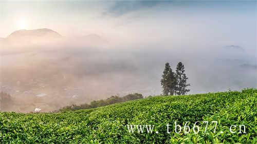 岩茶高山水仙的选择