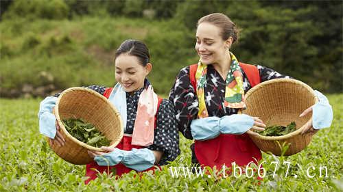 白茶福建政和白茶母樹茶湯