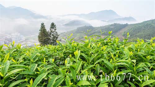 文山包种茶的由来你了解多少