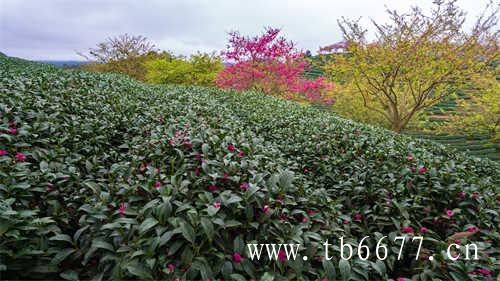 贡眉茶的价格决定因素